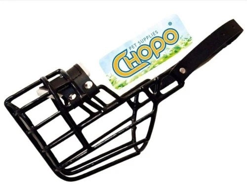 Physiological muzzle Chopo Dalmatian Labrador Husky Hound Bitch