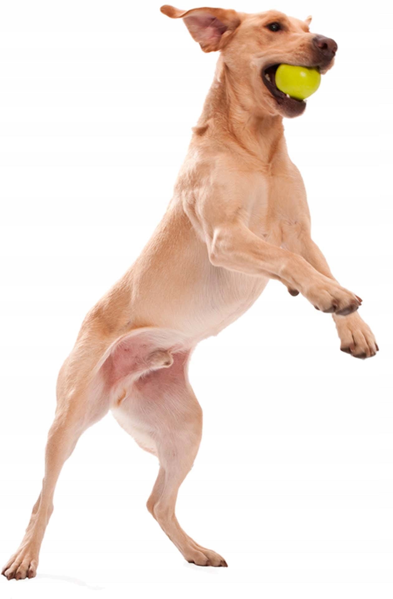 West Paw Ball für Hunde Zogoflex Jive, grün 