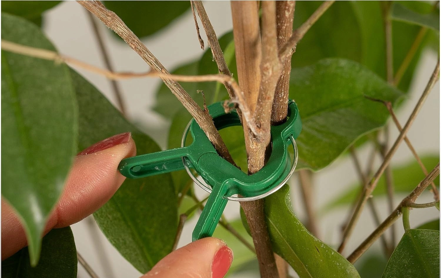 Plant CLIPS Stems Shoot Set of 60 Garden Pieces for Fastening Color green