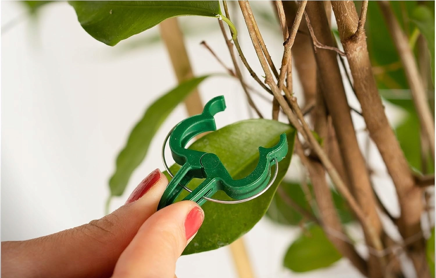 Plant CLIPS Stems Shoot Set of 60 Garden Pieces for Fastening Manufacturer code X001OY8S21