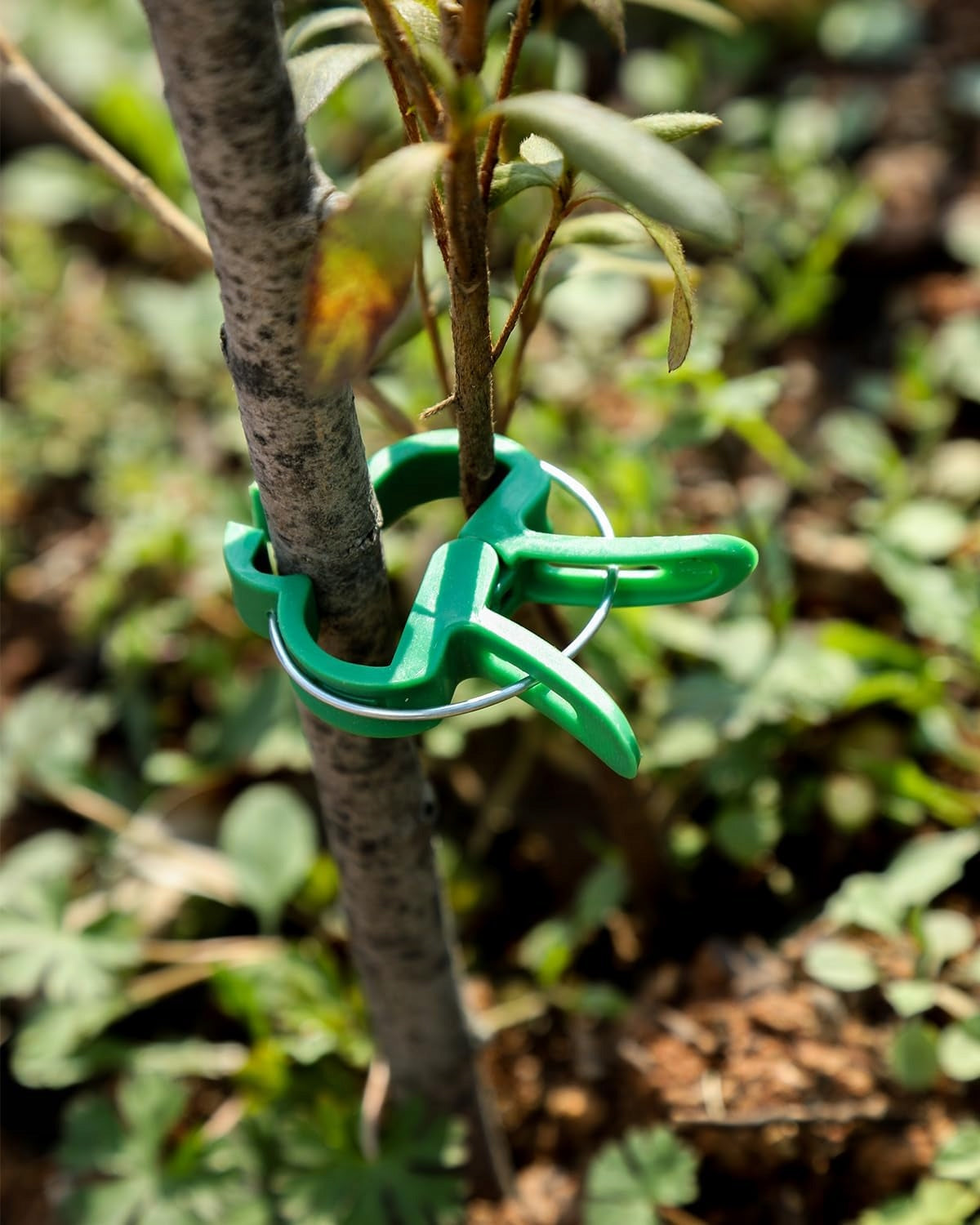 Plant CLIPS Stems Shoot Set of 60 Garden Pieces for Fastening Number of pieces 60 pcs
