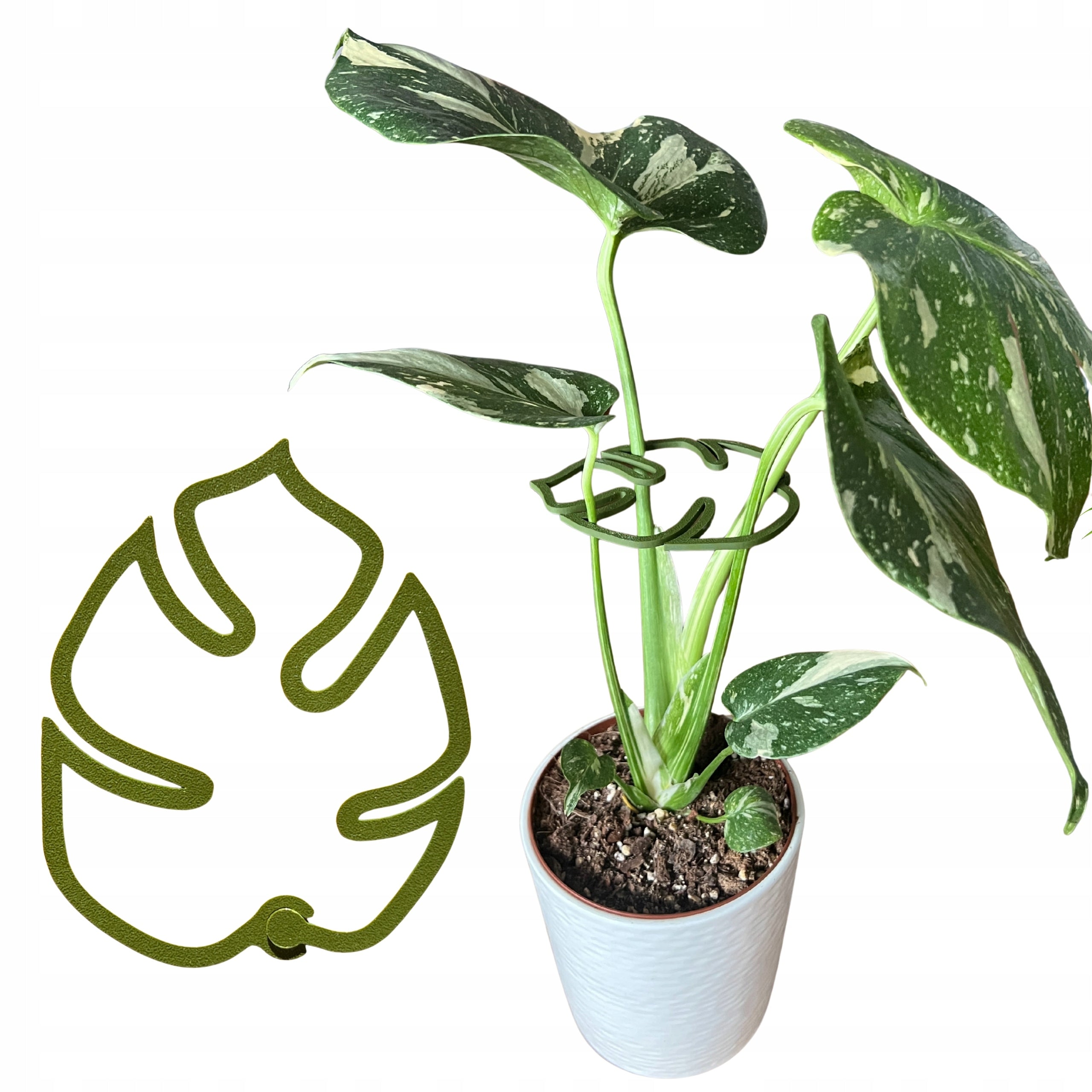 Plant Support Flowers Support MONSTERA STRONG Gripper Clasp S 10 cm