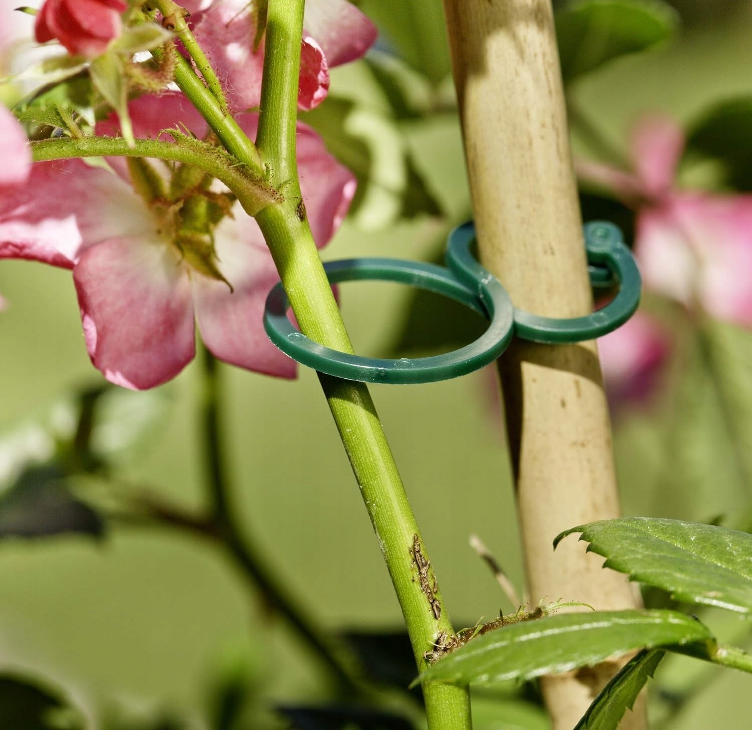 Plant shoot fixing rings for poles and supports 25 pieces Windhager EAN (GTIN) 9003117062160