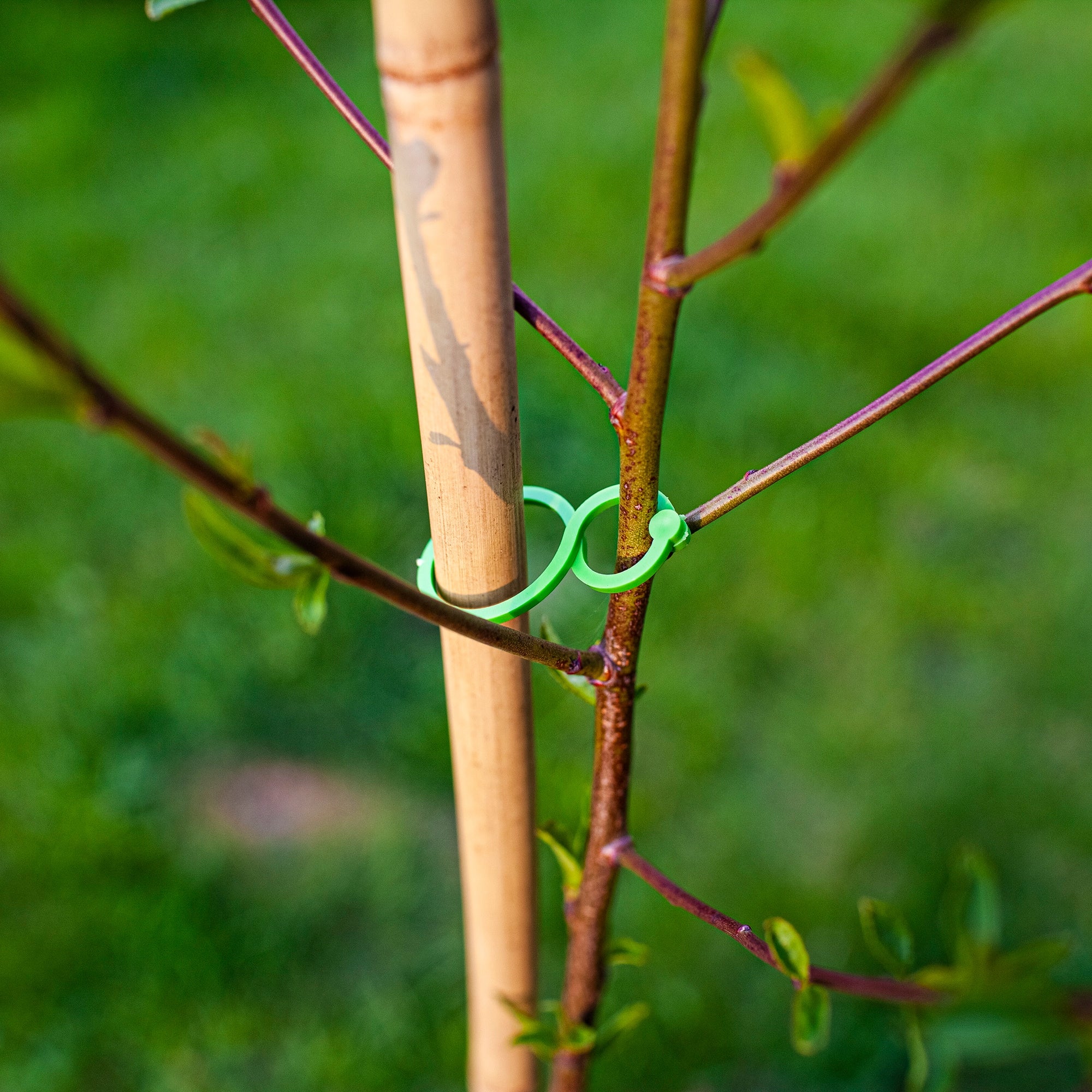 Plastic clasps for fastening plants, mix of 50 clamps Product height 1 cm