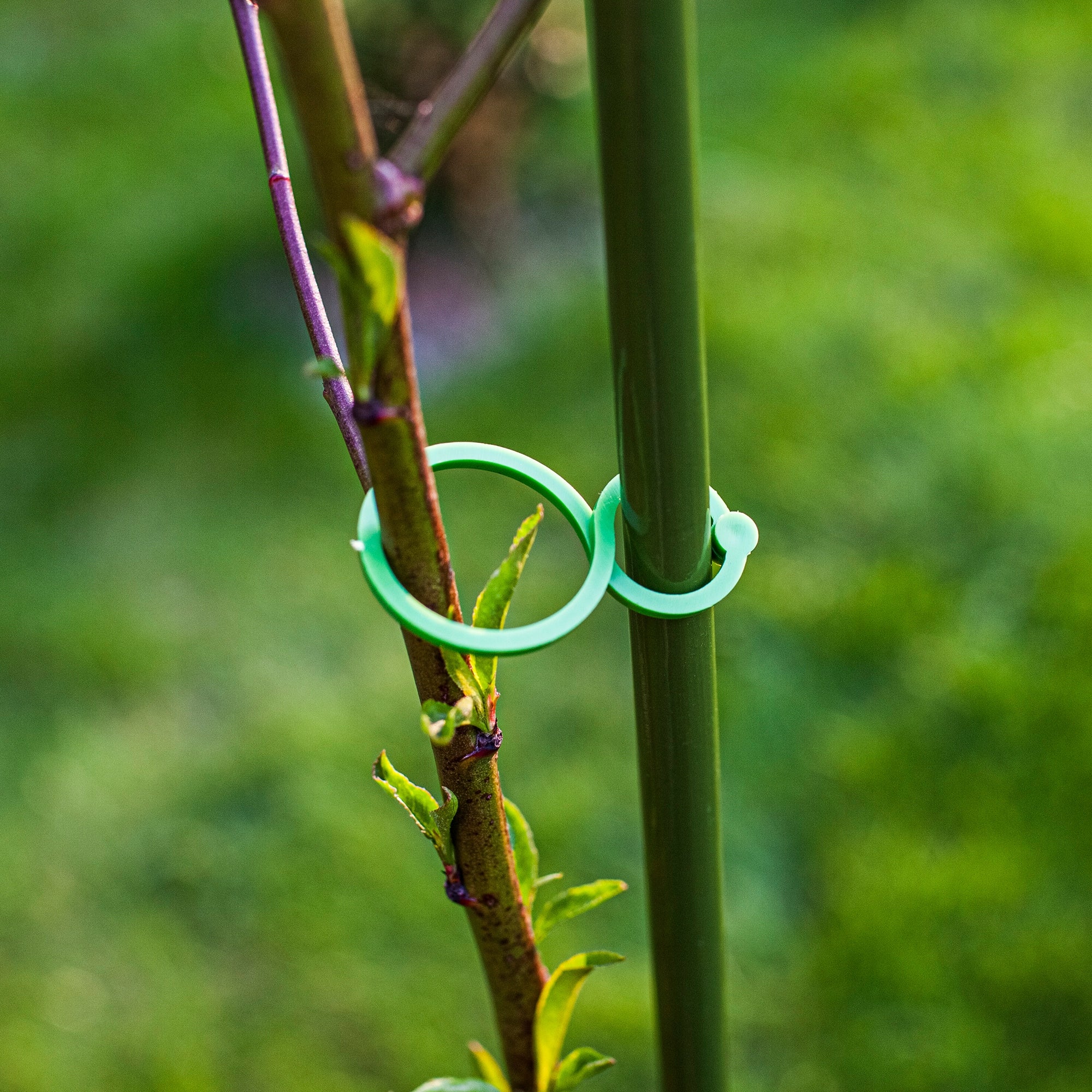 Plastic clasps for fastening plants, mix of 50 clamps Product width 99 cm