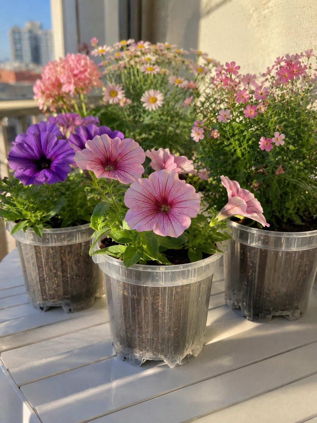 Plastic flower pot transparent production of flower orchids 0,7l 5pcs Material synthetic material