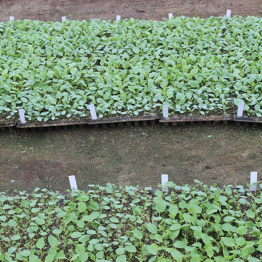 Plastic labels for plants, 20 pcs. 13 x 1.6 cm EAN (GTIN) 5901292668181