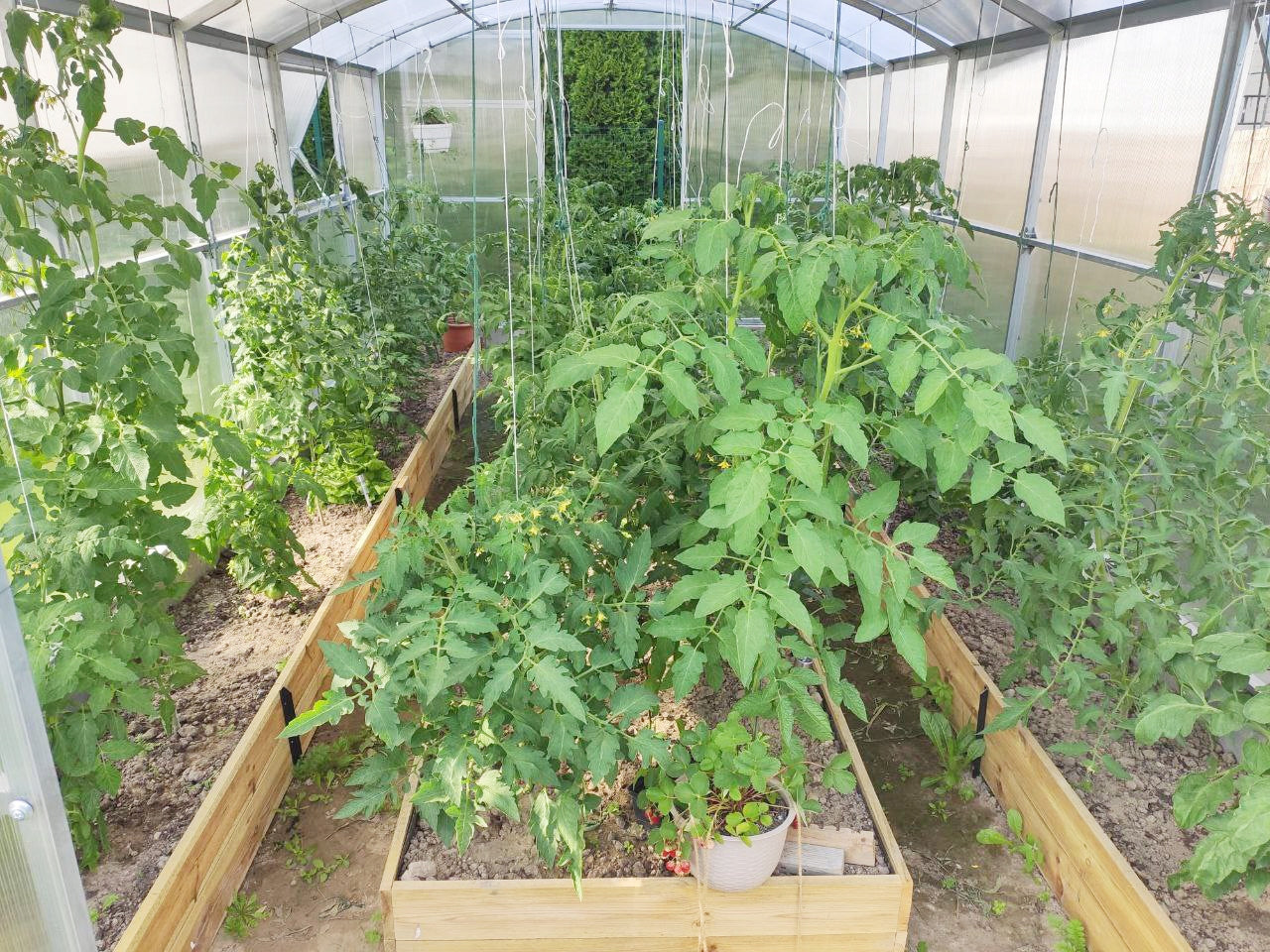 Polycarbonate greenhouse straight walls 3x6 m 6 mm ETL Gera-3 profile 40x20mm Length 6 m