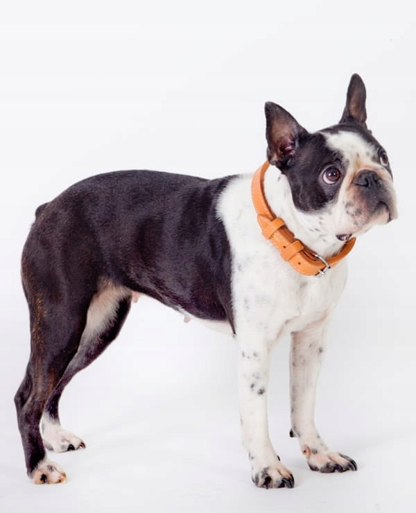 Premium leather dog collar natural solid handmade production 34-43 cm Manufacturer code 12512