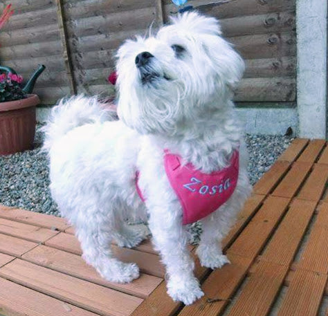 Pressure-Free Harness Pelo for Cat Adjustable Mesh 2 Buckles 34w R.3 S Brand Pelo