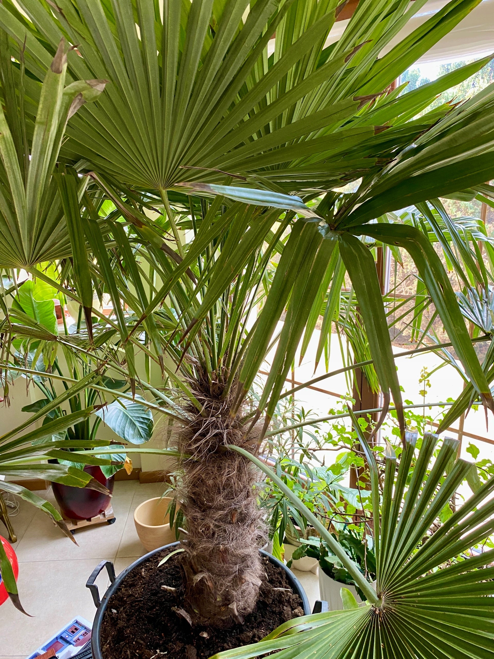 Pro Palm Fertilizer 500g fertilizer for yucca palm trees and exotic plants Manufacturer code ZY-066-4