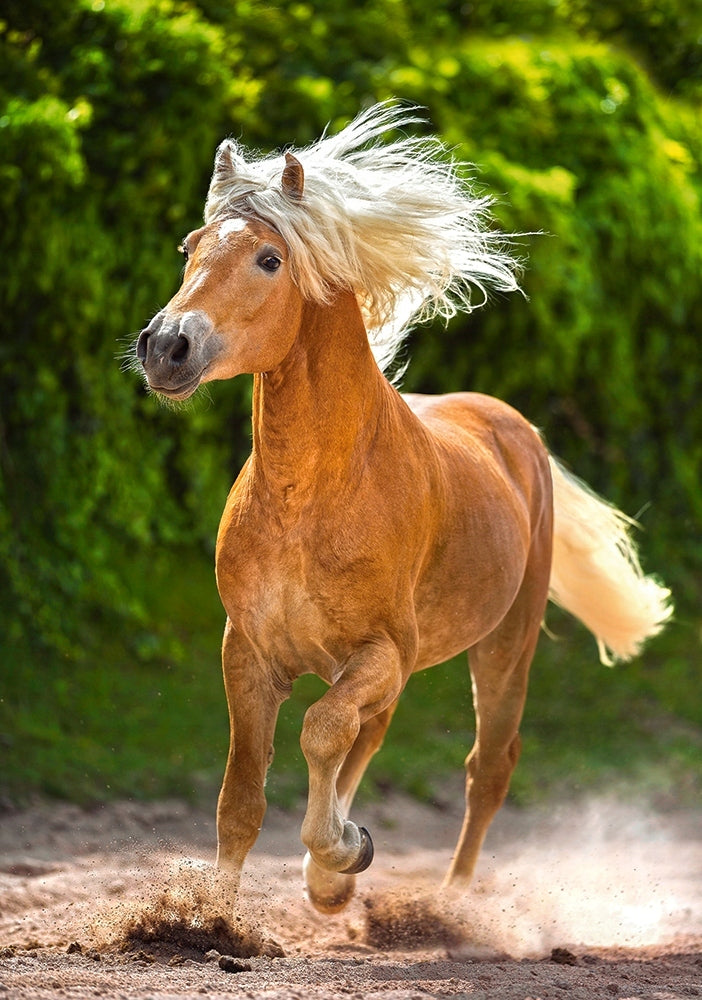 Puzzle Castorland „Laufender Haflinger“, 500 d. 