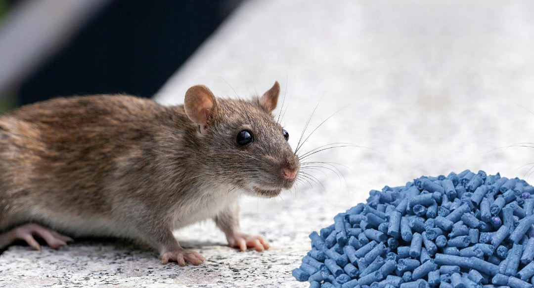 RATIMOR Poison for rats and mice granules Brodifakum 25ppm 1,5kg Manufacturer code gryzoniobójcza środek