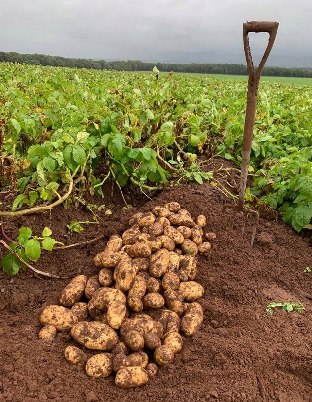 REVUS 250 SC SPRAY FIGHTS POTATO POWDERY MILDEW 50ml SUMIN Manufacturer Sumin
