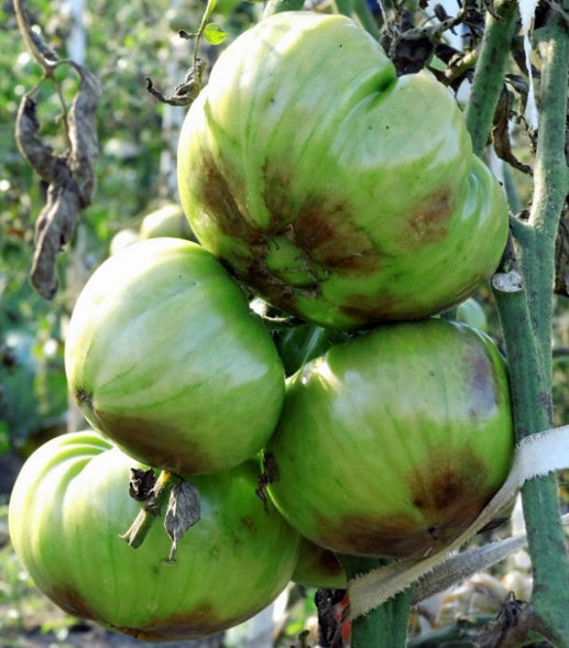 REVUS 250 SC SPRAY FIGHTS POTATO POWDERY MILDEW 50ml SUMIN Manufacturer code 5907102015275