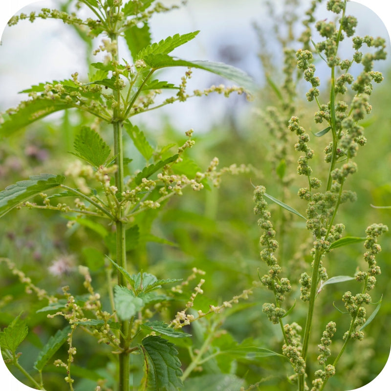 ROUNDUP 360 PLUS 5L RANDAP ON WEEDS GLYPHOSATE REQUIRED CERTIFICATE Volume 5 l