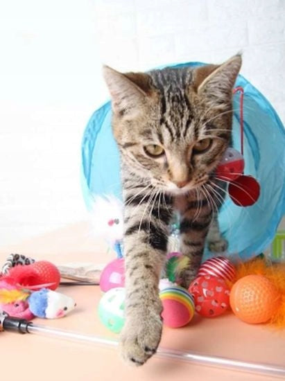 RUSTLING CAT TUNNEL WITH BALLS TOY FOLDING HIDEOUT HOUSE Manufacturer code Zabawka dla kota