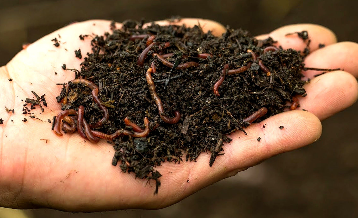 Real HUMUS from EARTHWORMS Biohumus Garden Land Biohumus Wermikompost Form soil
