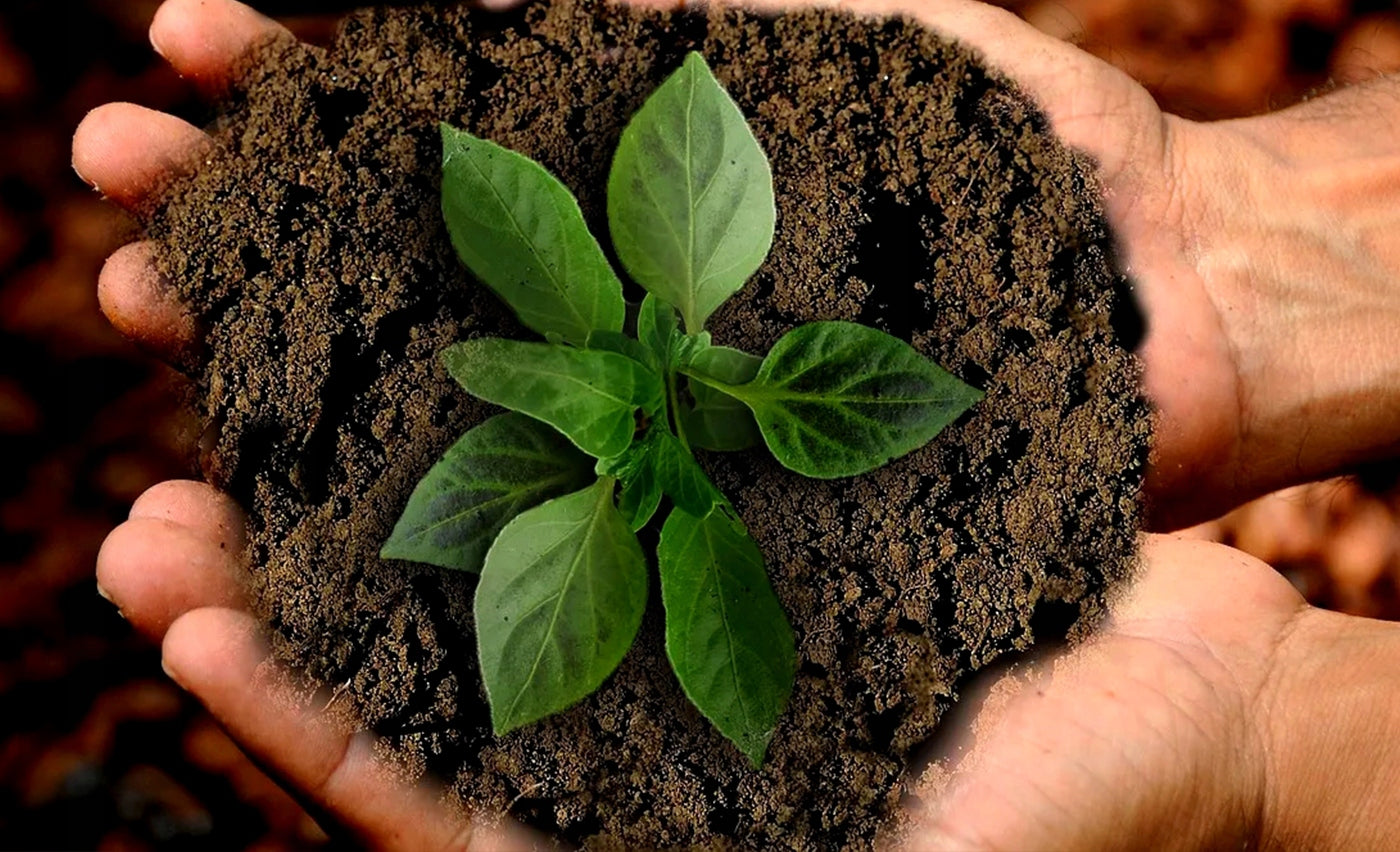 Real HUMUS from EARTHWORMS Biohumus Garden Land Biohumus Wermikompost Packaging status original