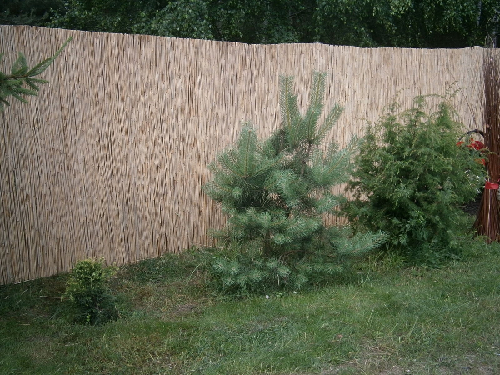 Reed Mats Reed Mat 1,60X600 thick Kind screen