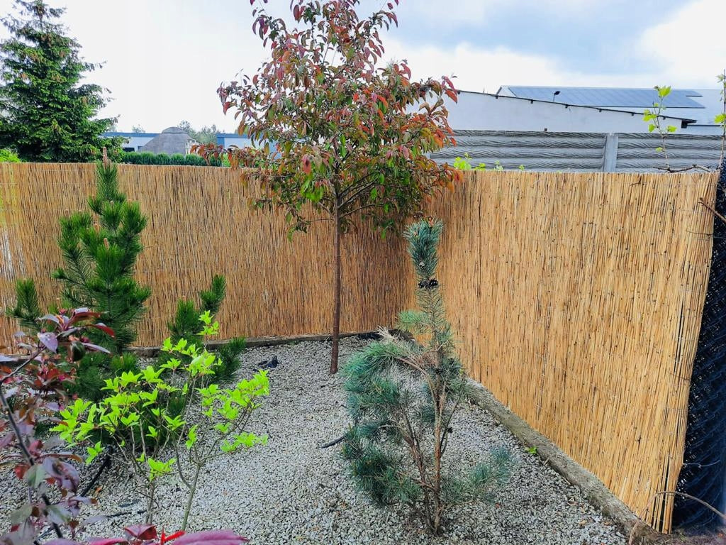 Reed mat 180 x 600 cm Reed mats 1.8 x 6 Kind openwork/light