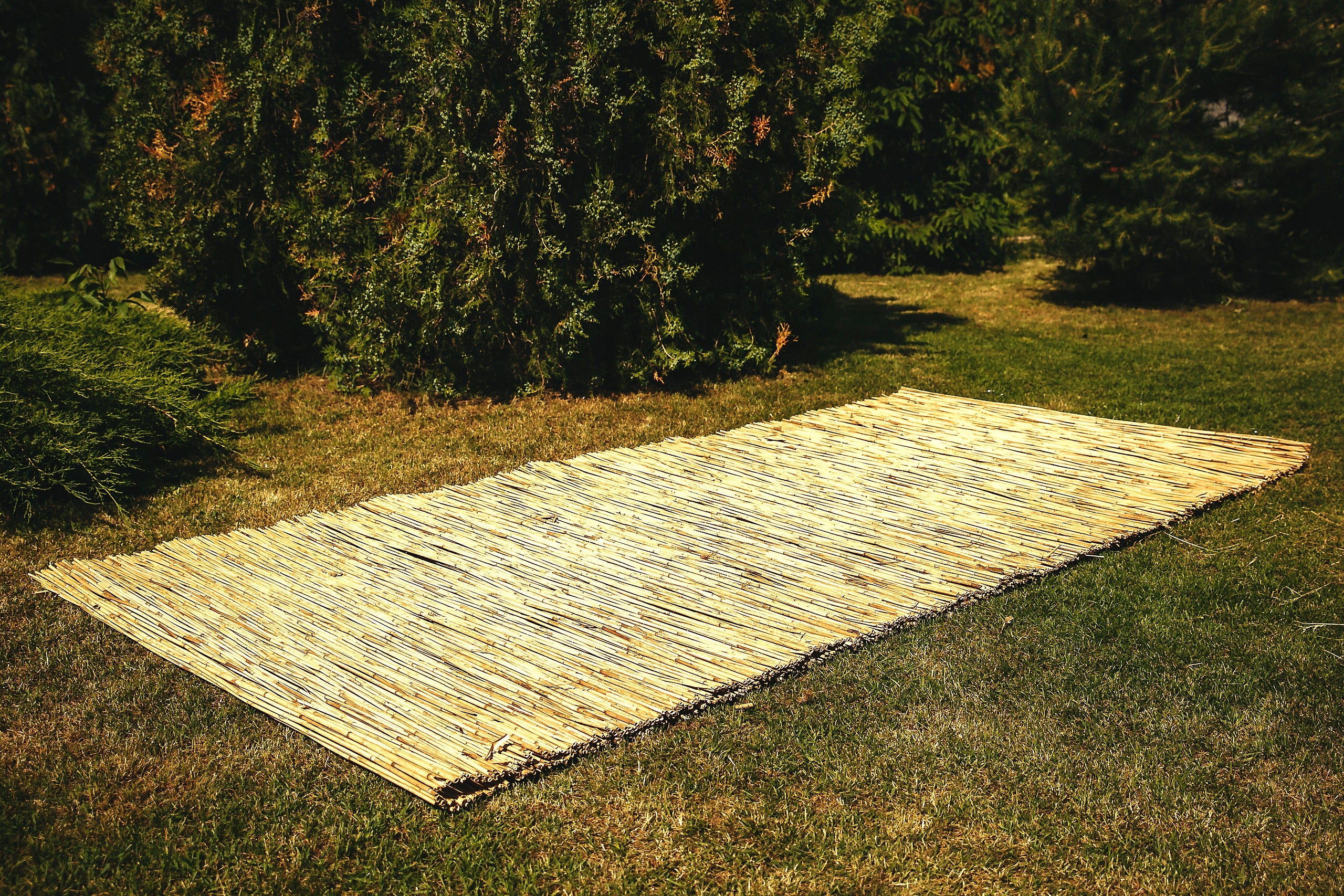 Reed mat reed mats reed 1.5x6.0m PROMOTION!! Height 150 m