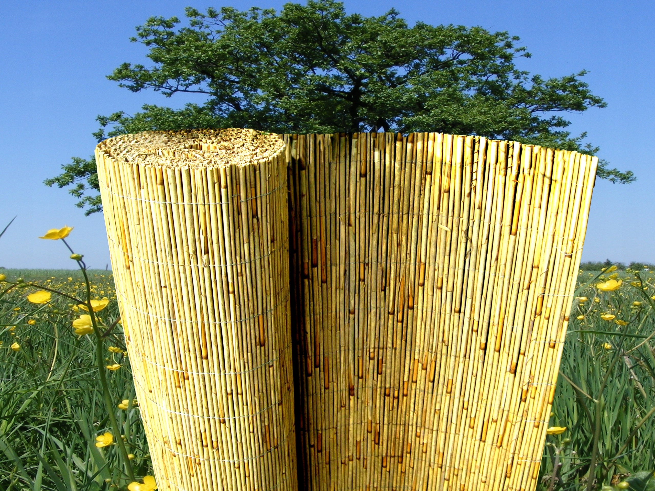 Reed mat reed mats reed 1.5x6.0m PROMOTION!! Manufacturer 3M