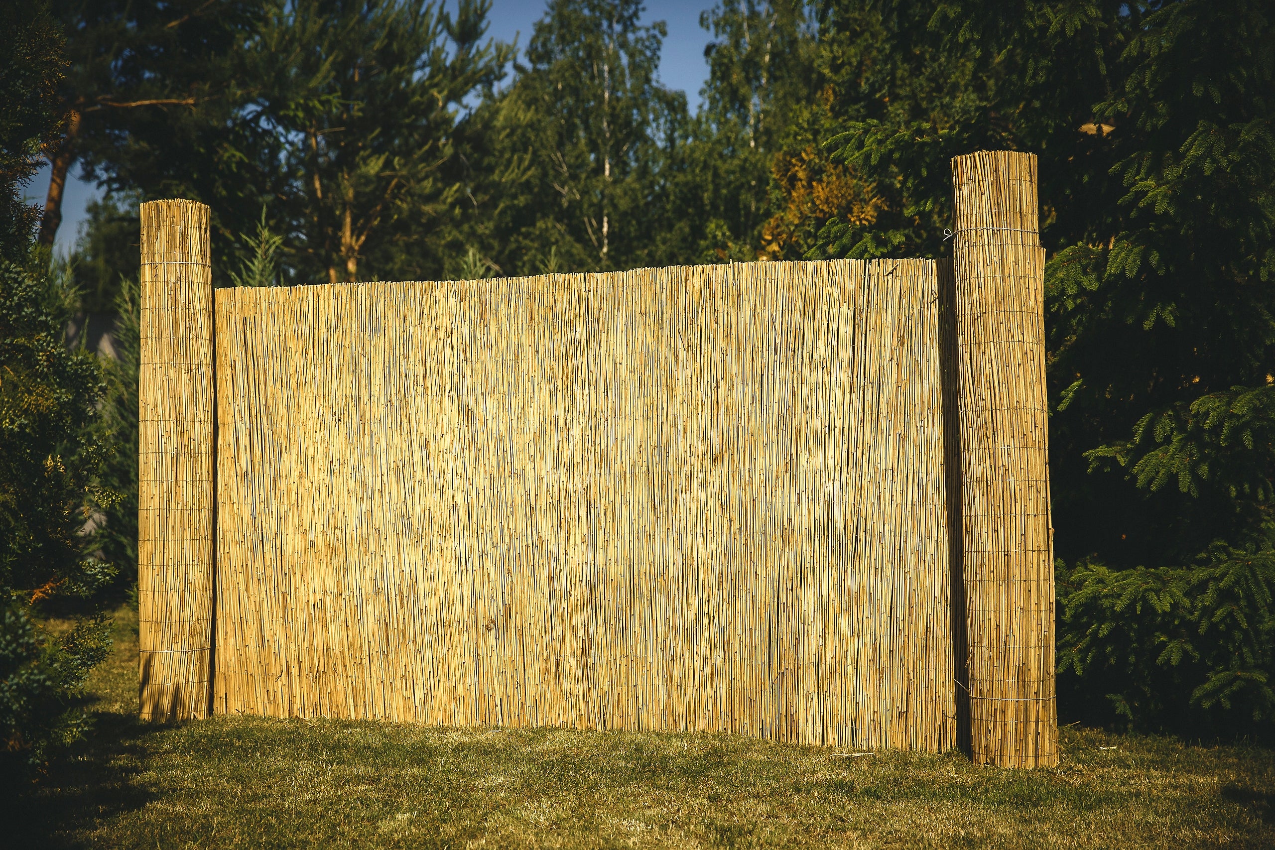 Reed mat reed mats reed 1.5x6.0m PROMOTION!! Shape other