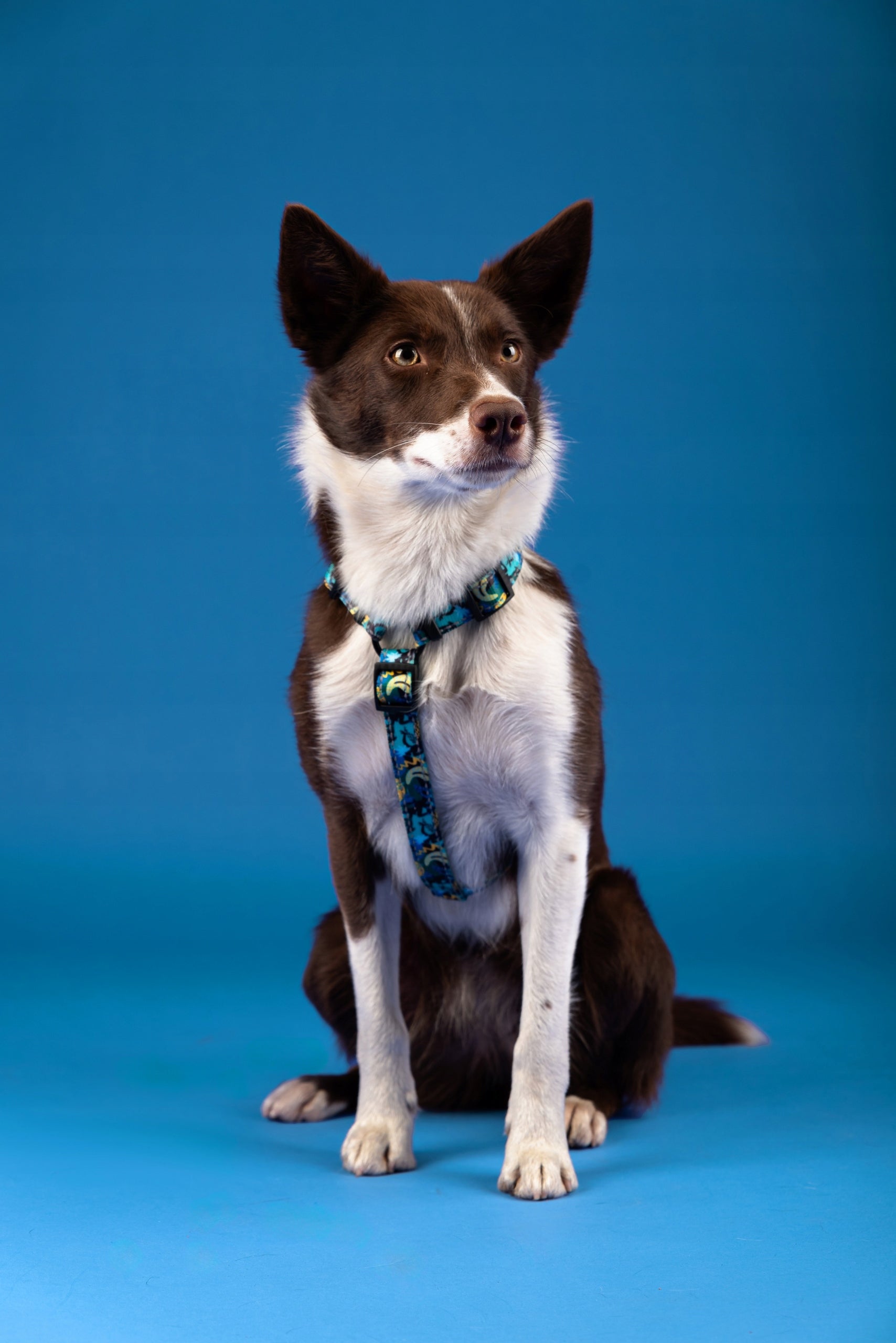 Reflective Harness Guard For Dog CHABA | Carnival Pattern | NO ABSORB Color multicolor