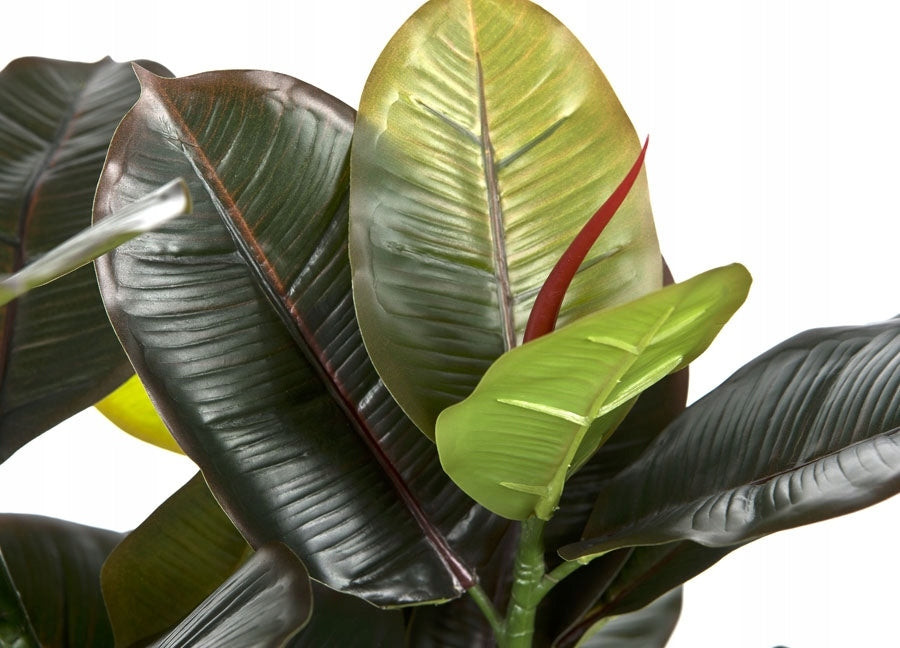 Topfpflanze Ficus 