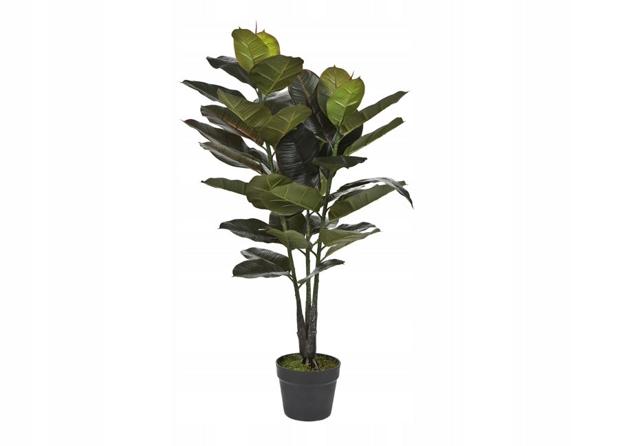 Topfpflanze Ficus 
