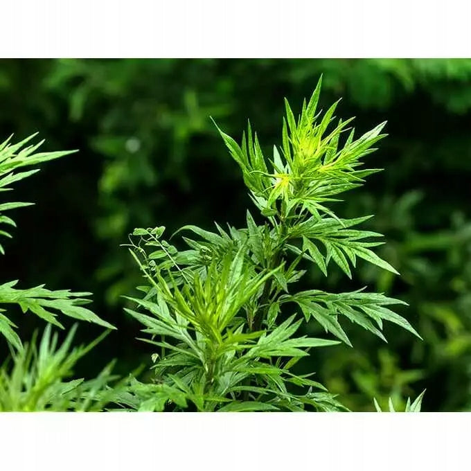 Roundup 360 SL Plus 5l BAYER glyphosate, total herbicide, perz randap Manufacturer code 5905591267243