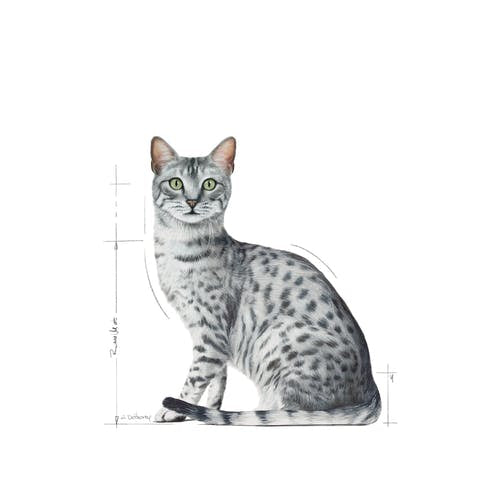 Royal Canin INDOOR Sterilised cat sachet set in jelly 12x85g Manufacturer code 9003579013861