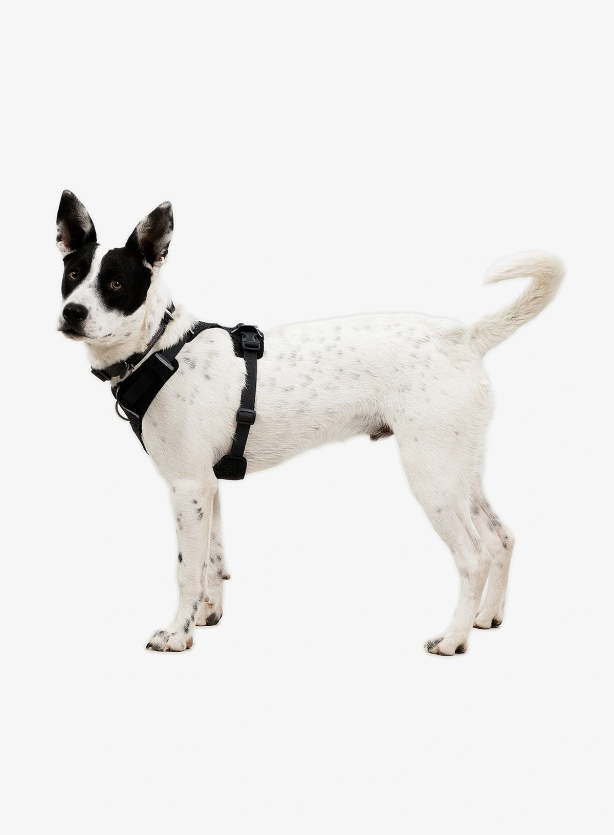 Ruffwear Front Range Flex Harness S - basalt gray Manufacturer code 3072-042S