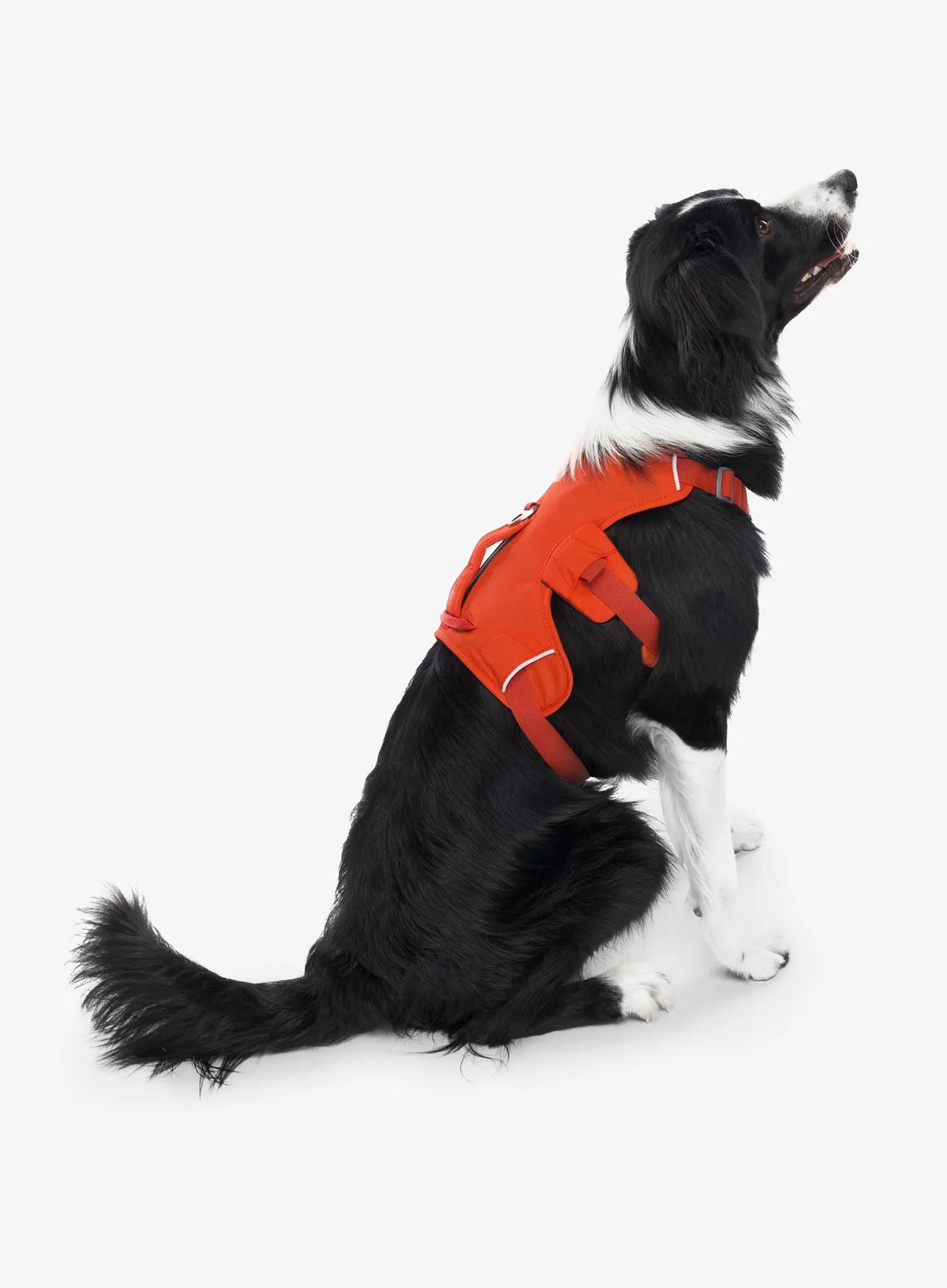 Ruffwear Web Master Harness - red sumac XXS Brand Ruffwear