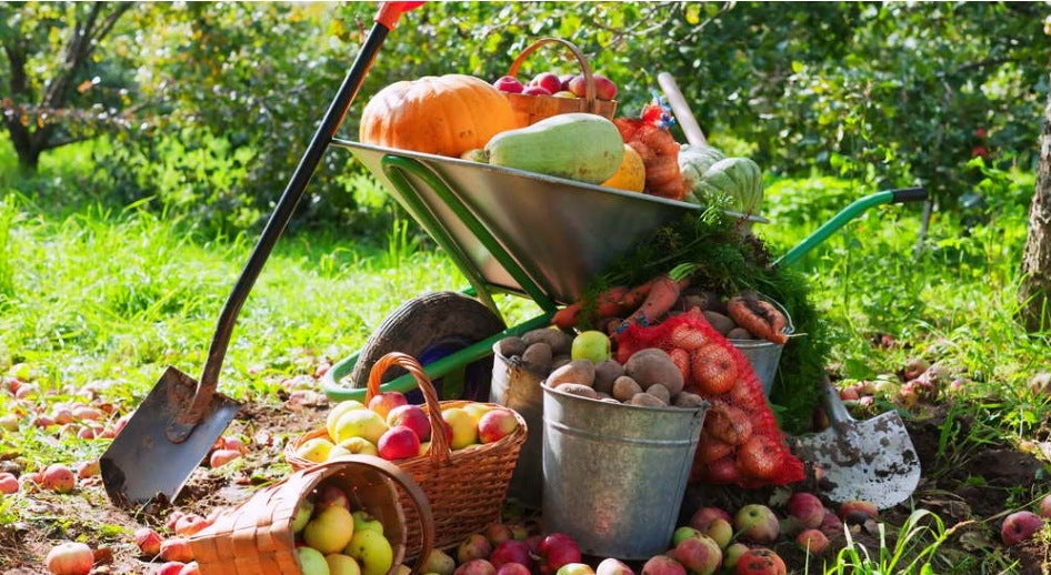 S-POL AUTUMN FERTILIZER UNIVERSAL 5kg GARDEN ORCHARD FOREST LAWN WITHOUT NITROGEN Manufacturer code 692852