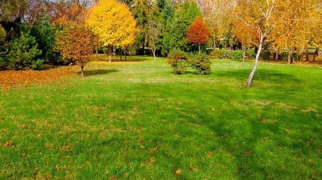 S-POL AUTUMN LAWN FERTILIZER 10kg FOR GRASS COLORING STRENGTHENING Manufacturer Siarkopol