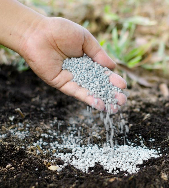 S-POL SPECIAL FERTILIZER FOR BLUEBERRIES 10kg ACID-LOVING PLANTS HYDRANGEA AZALEA Manufacturer Siarkopol
