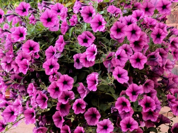 S-POL SPECIAL FERTILIZER FOR GERANIUMS 1kg PLANTS BALCONY FLOWERS SURFINIA Manufacturer Siarkopol