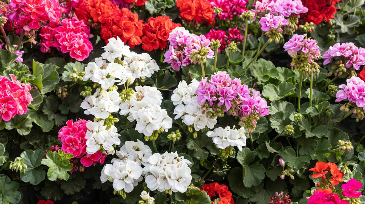 S-POL SPECIAL FERTILIZER FOR GERANIUMS 1kg PLANTS BALCONY FLOWERS SURFINIA Manufacturer code 5903163350492