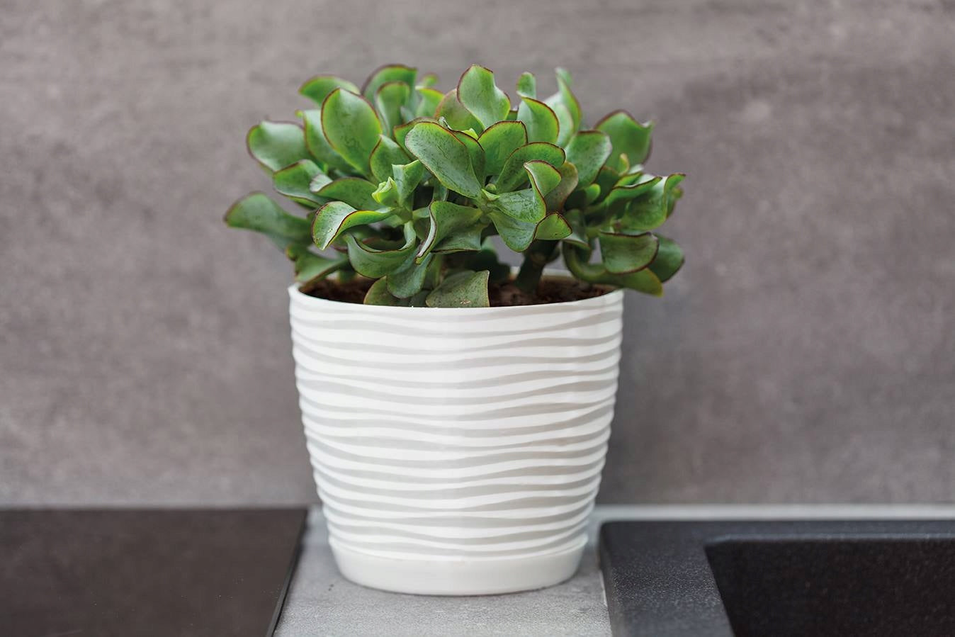 SAHARA PETIT POT WITH STAND 27 WHITE STRONG RESISTANT EFFECT 3D PLANTER EAN (GTIN) 5907474352404