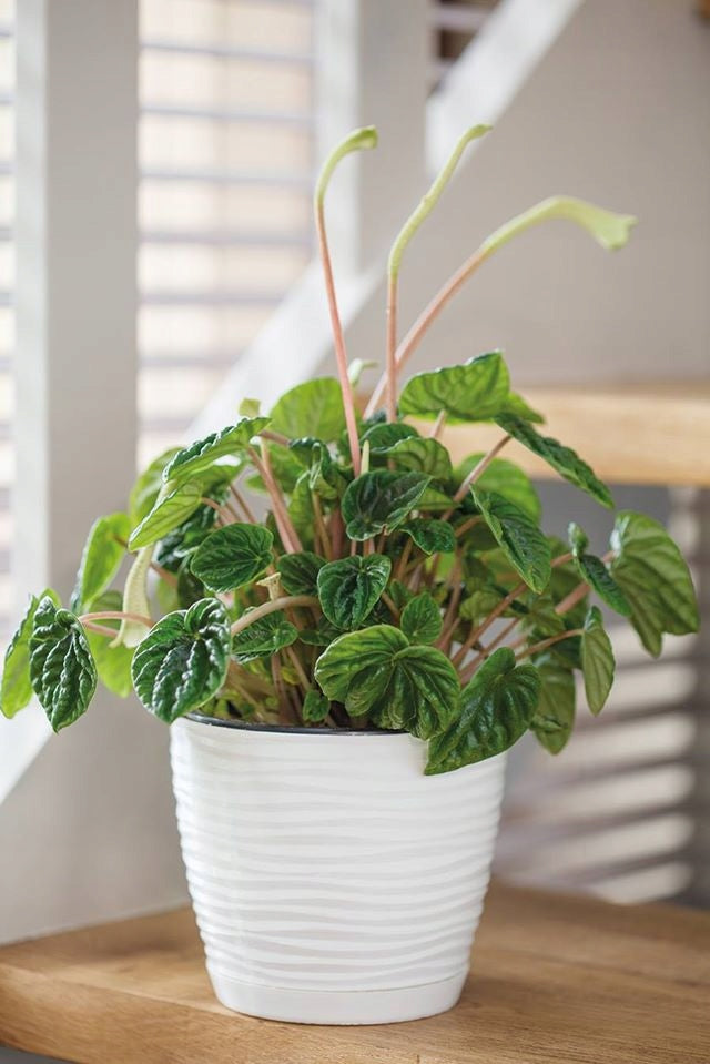 SAHARA PETIT POT WITH STAND 27 WHITE STRONG RESISTANT EFFECT 3D PLANTER Manufacturer code 3042-011