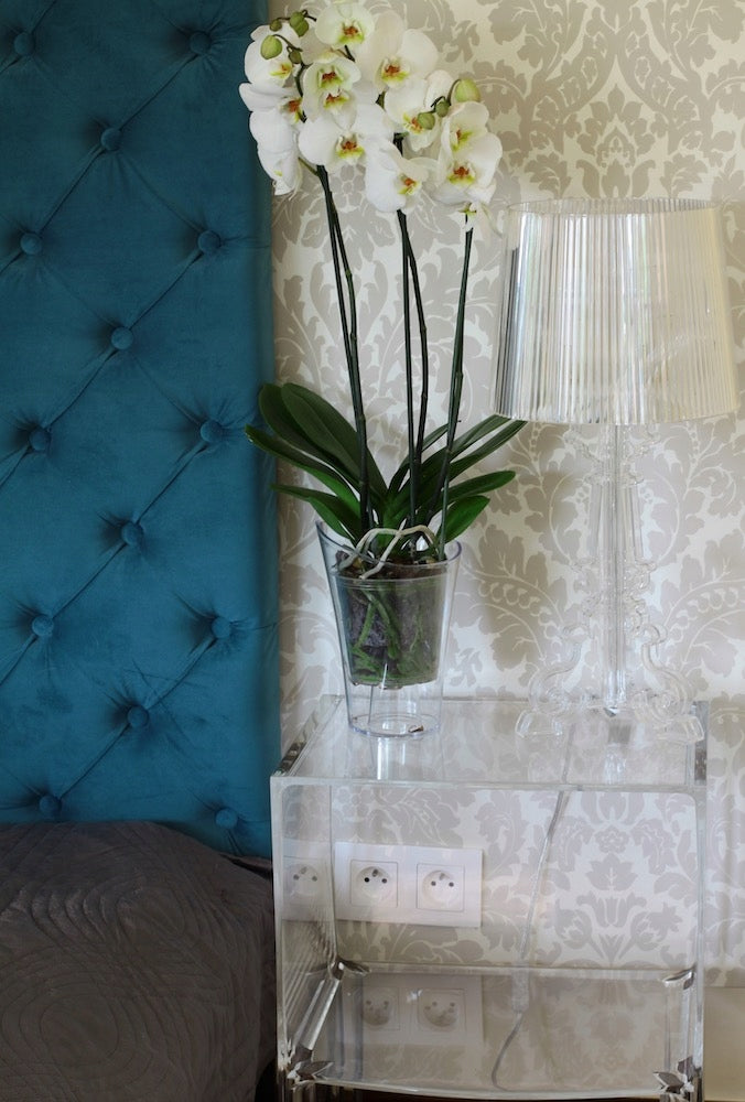SET OF 5 PRODUCTION POT FOR ORCHID DIAMETER 12CM TRANSPARENT Material synthetic material