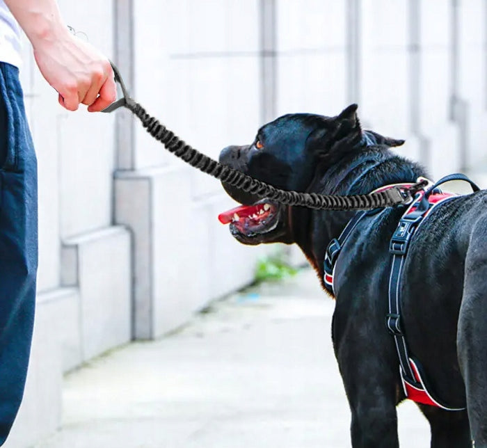 SHOCKING DOG LEASH FOR A PUTTING DOG SHOCKER FOR TRAINING Material tape