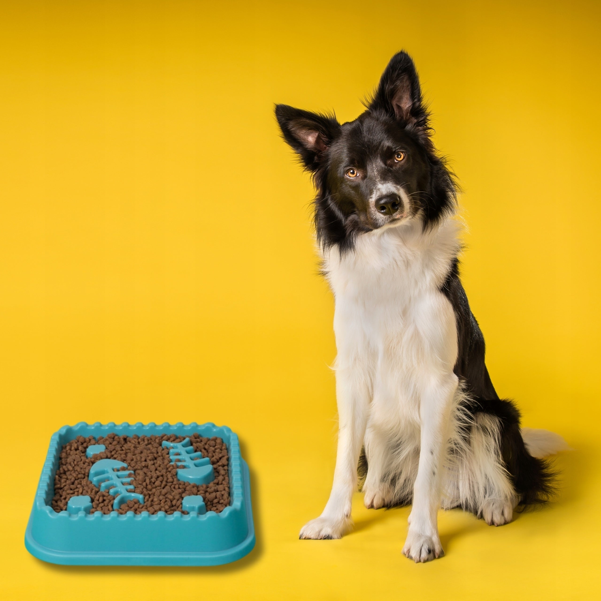 SLOW BOWL Cat Dog Food Slowing Bowl for Food LARGE 600 ml Color blue