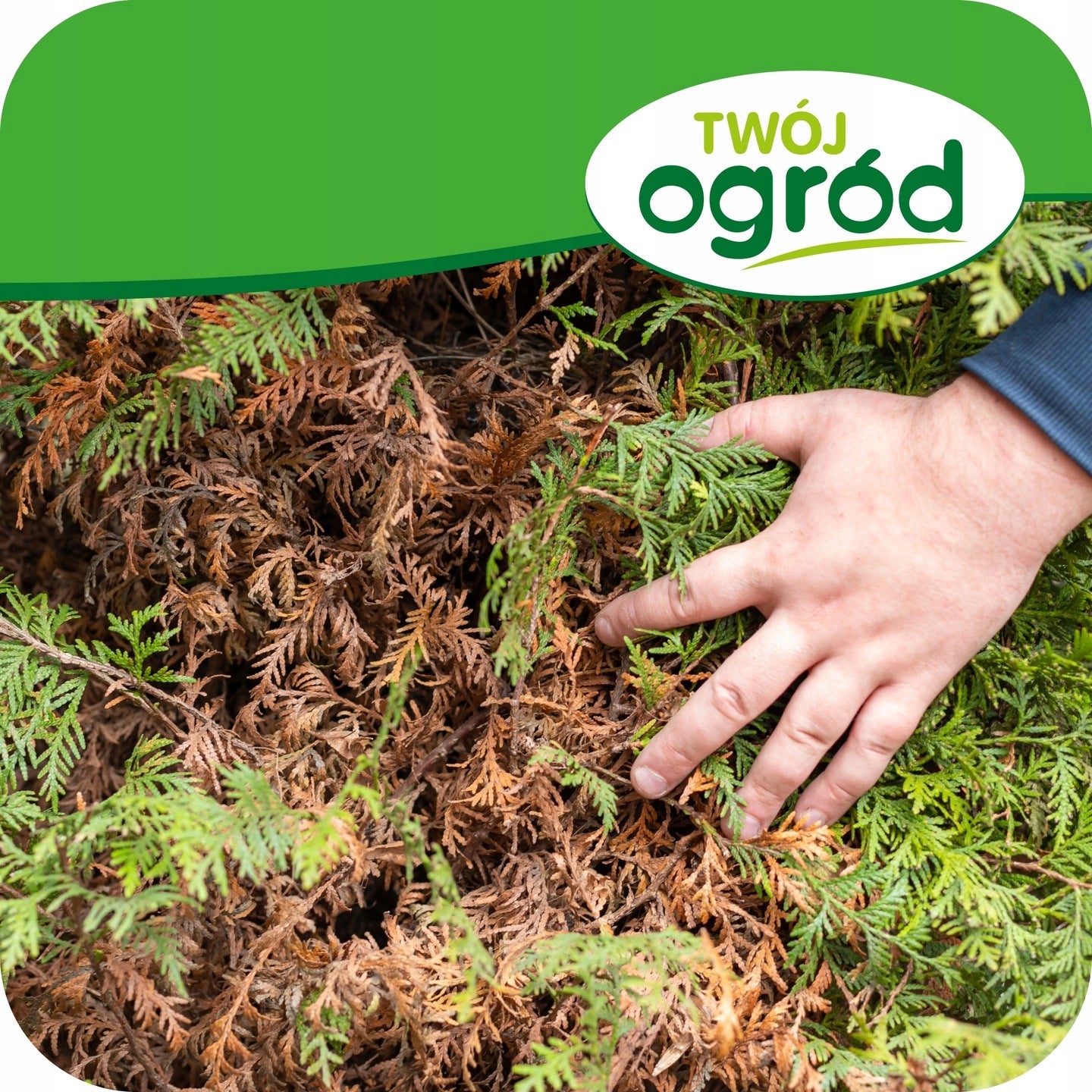SPRAYING CONIFERS PROPLANT 50ml 722SL FUNGICIDE TUJE PHYTOPHOROSIS Form liquid