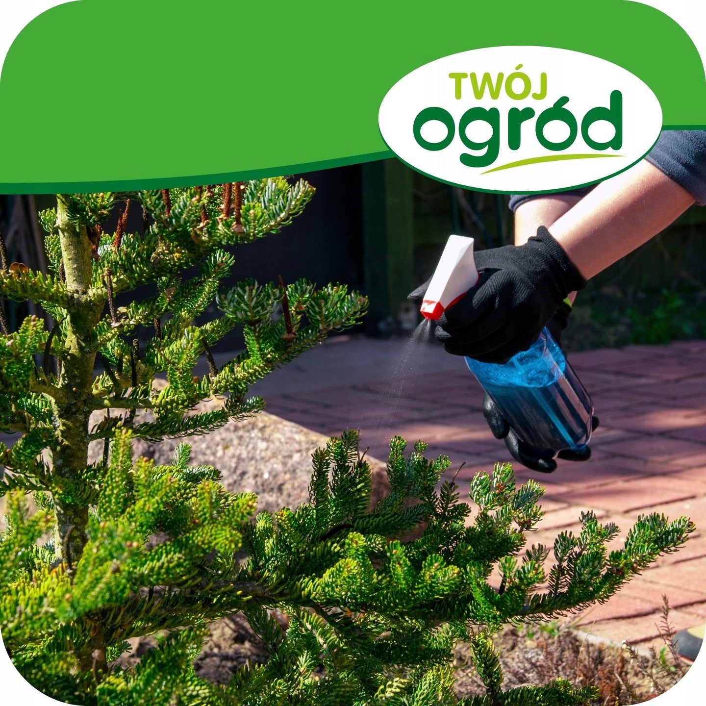 SPRAYING CONIFERS PROPLANT 50ml 722SL FUNGICIDE TUJE PHYTOPHOROSIS Manufacturer Twój Ogród