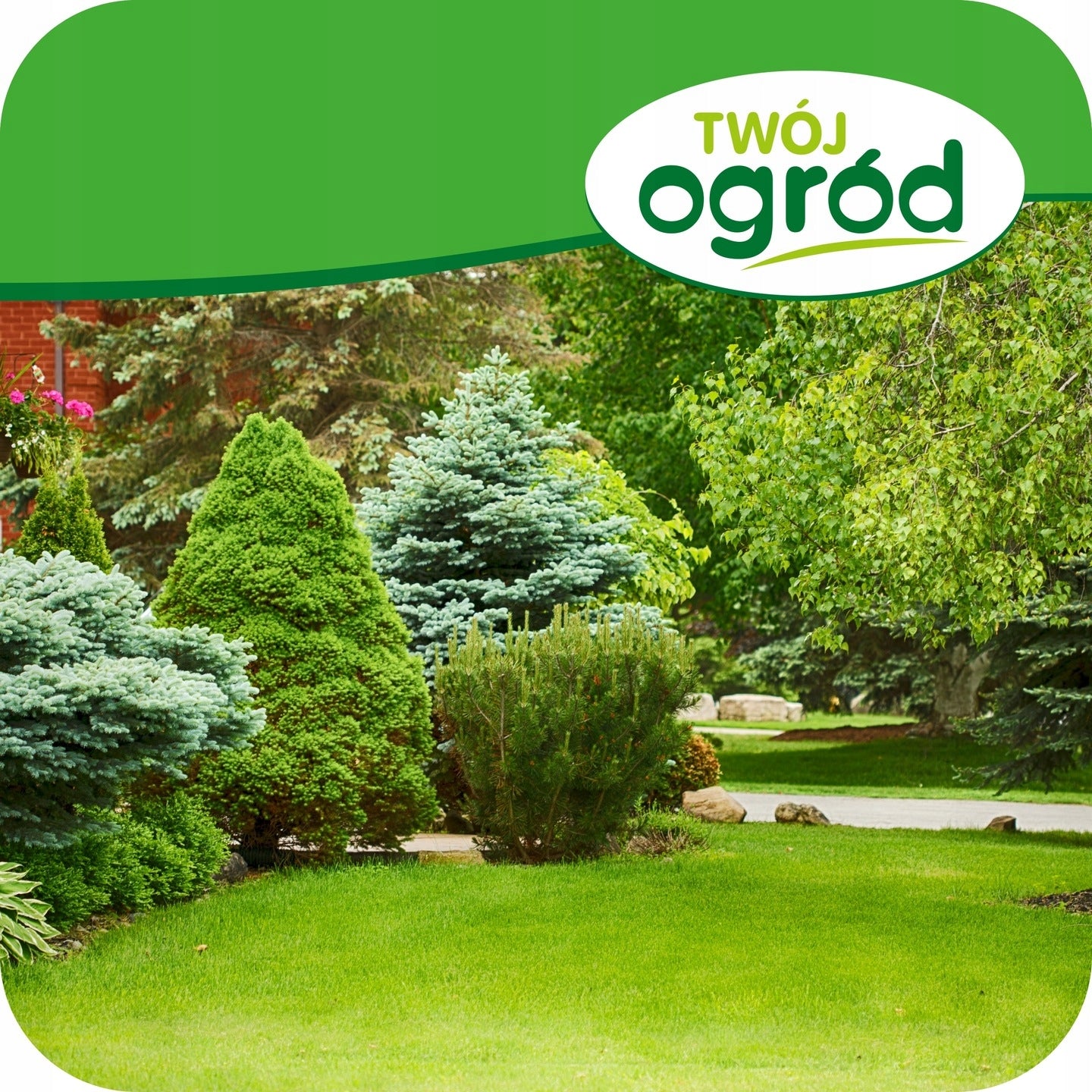 SPRAYING CONIFERS PROPLANT 50ml 722SL FUNGICIDE TUJE PHYTOPHOROSIS Purpose fungicides