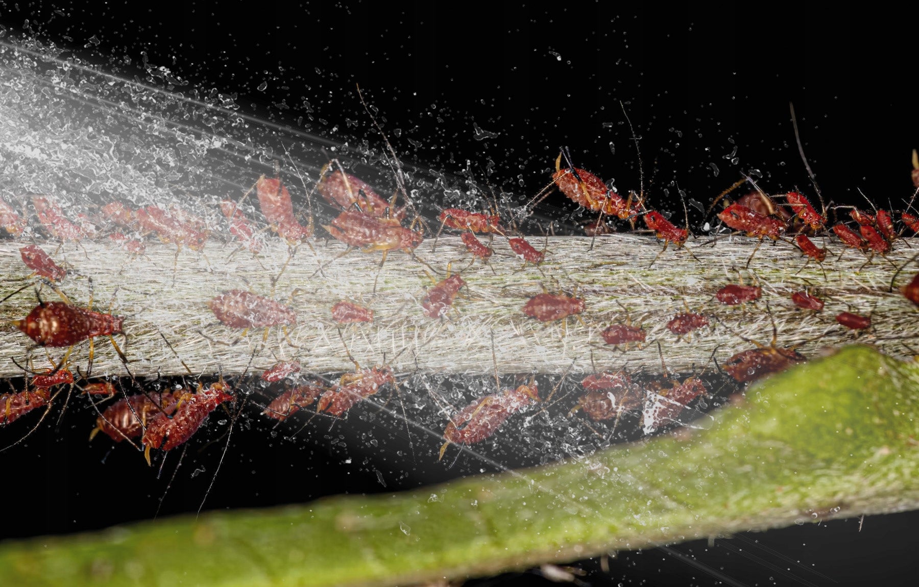 SPRAYING PREPARATION LIQUID AGENT ON APHID SPIDER MITES NO PEST 100ML Volume 0.1 l