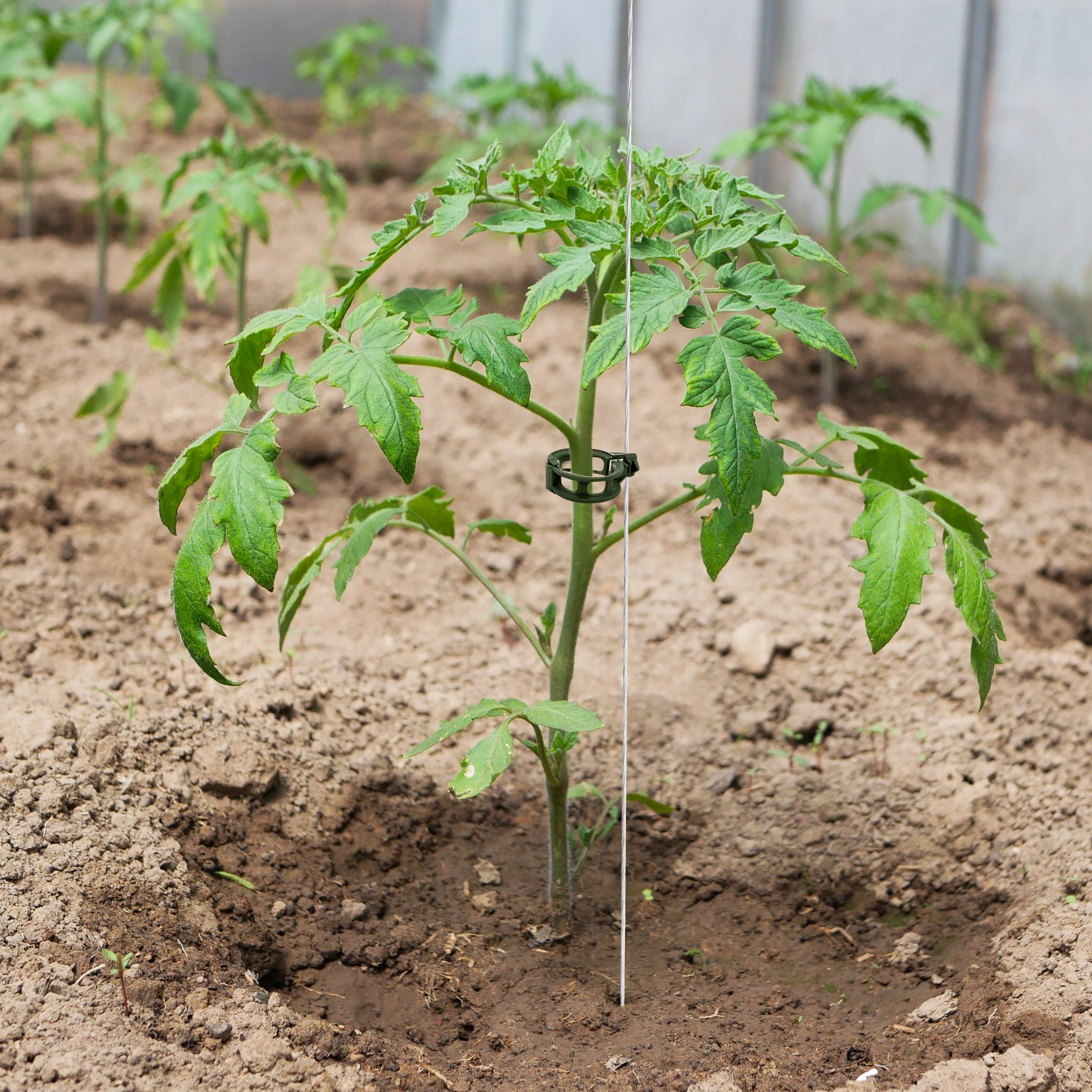 STEM CLIPS TOMATO SHOOTS HOLDER 200 PCS PLANT ATTACHMENT Color green